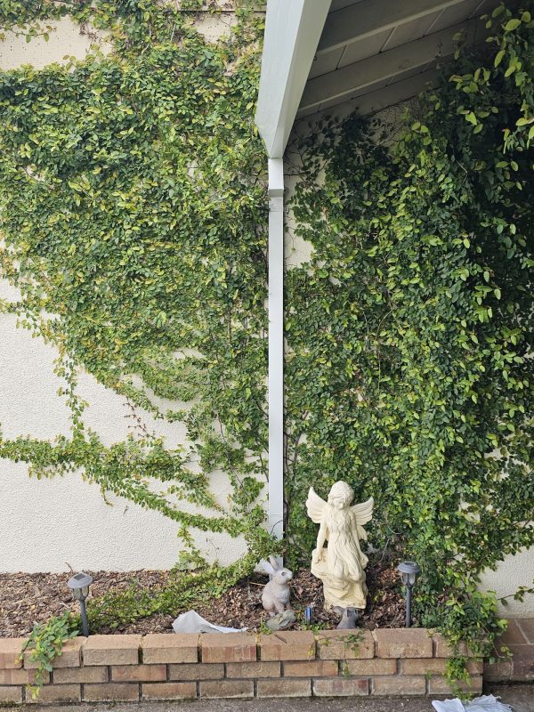 Installed downspout attached to a home with vine-covered siding. Showcases proper gutter drainage setup and clean landscaping with garden statues and solar lights, a good example of a functional and aesthetic rainwater management