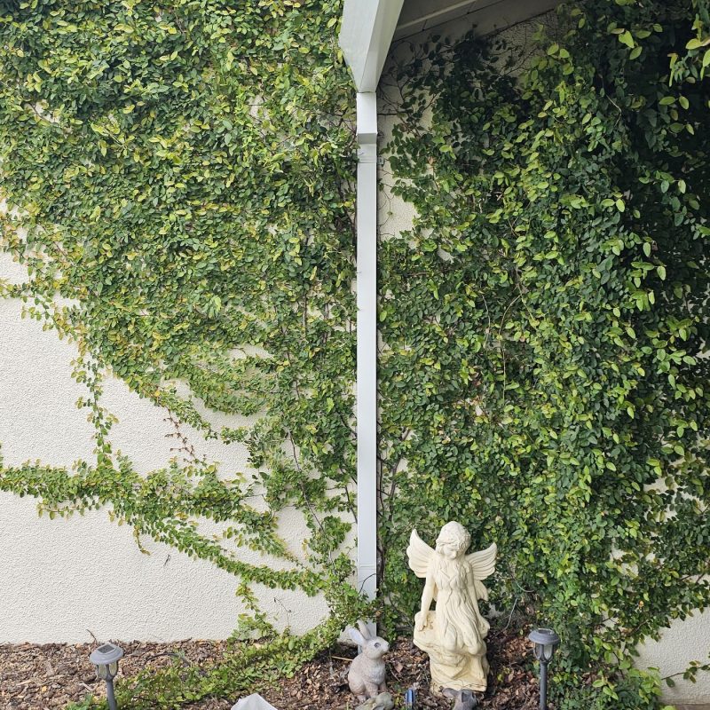 Installed downspout attached to a home with vine-covered siding. Showcases proper gutter drainage setup and clean landscaping with garden statues and solar lights, a good example of a functional and aesthetic rainwater management